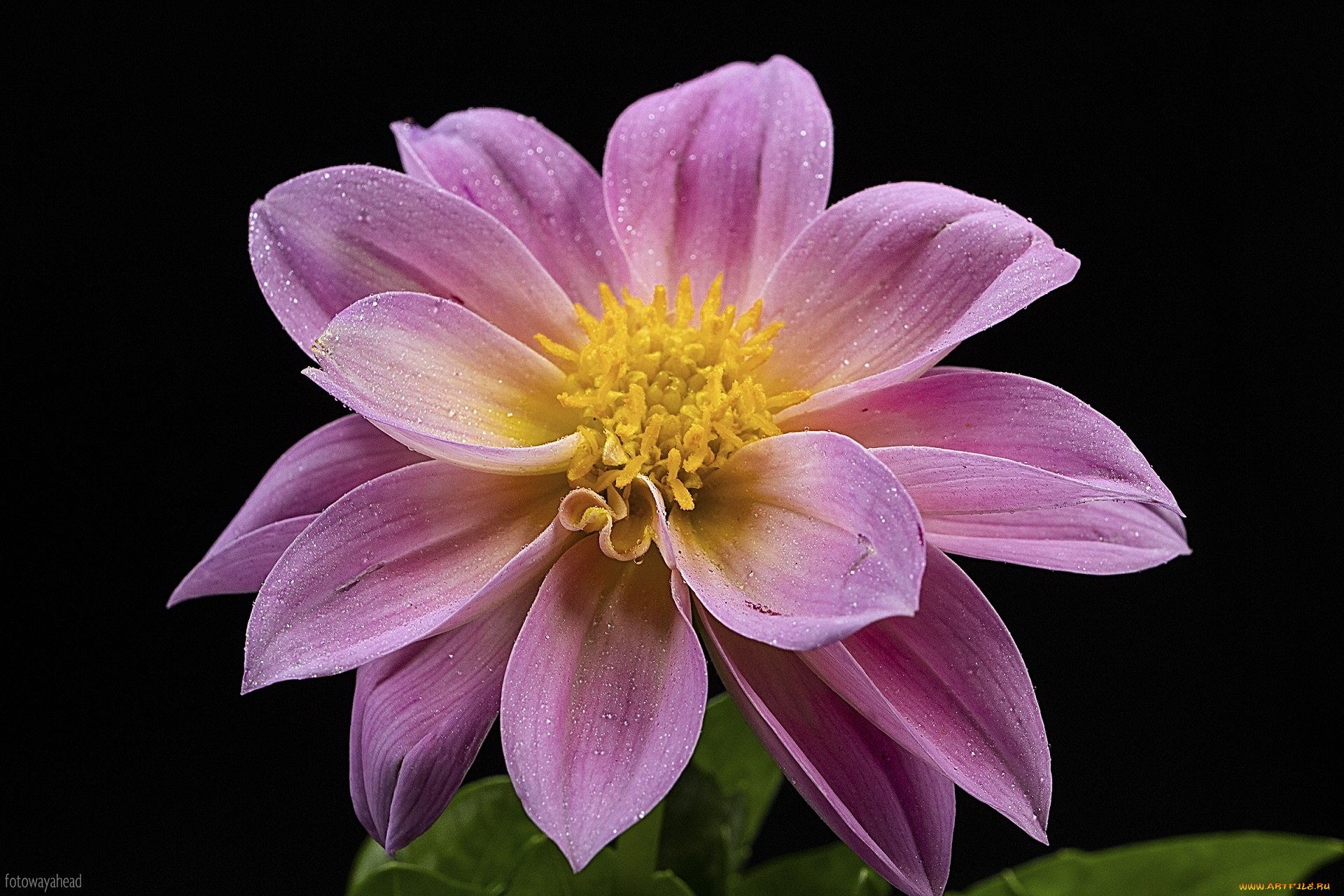 цветы, георгины, розовый