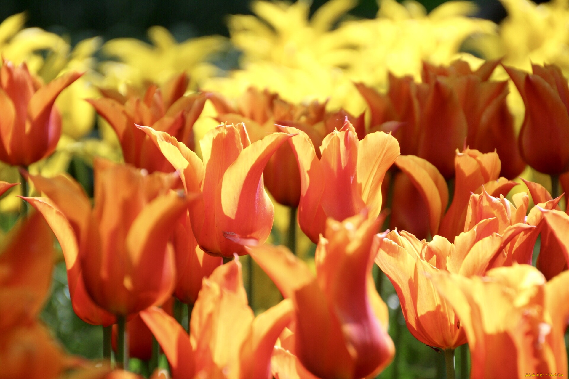 цветы, тюльпаны