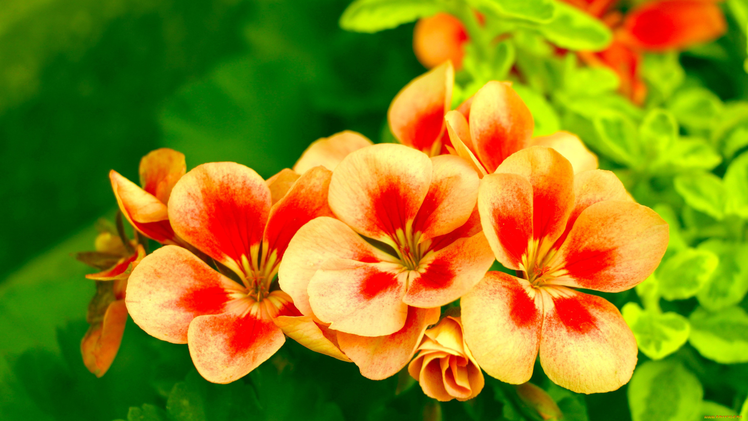 цветы, герань