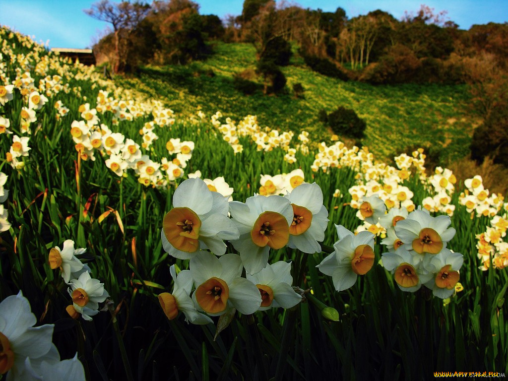 цветы, нарциссы