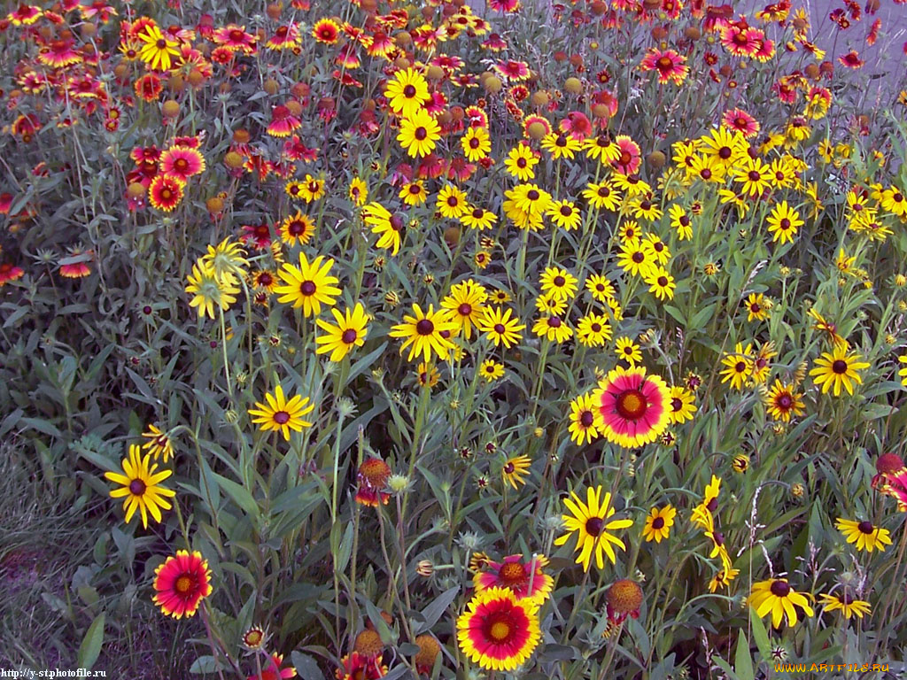 лето, городе, цветы, разные, вместе