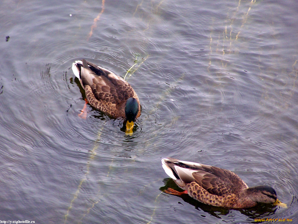 утки, пруду, животные