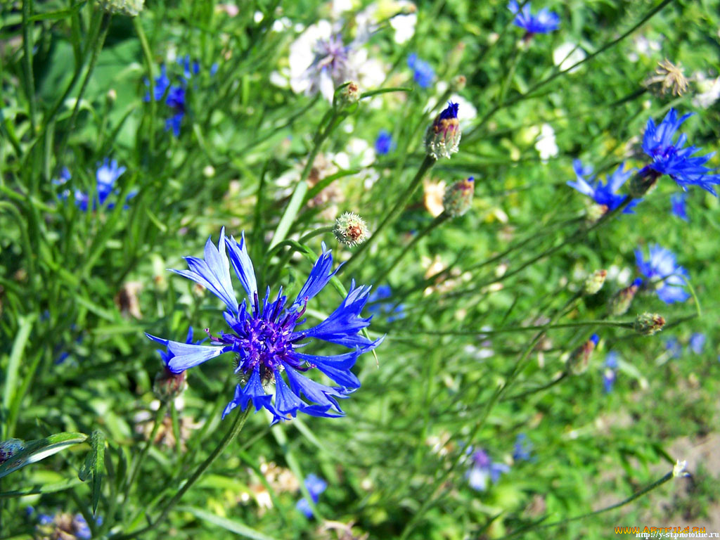 васильки, цветы