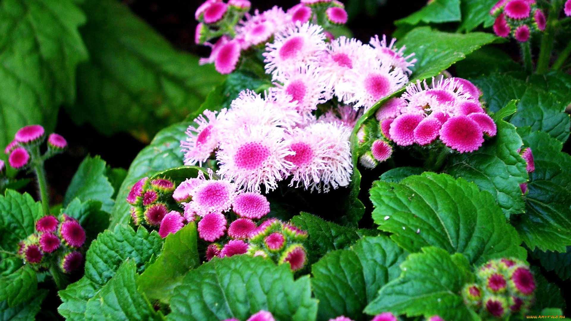 цветы, агератум