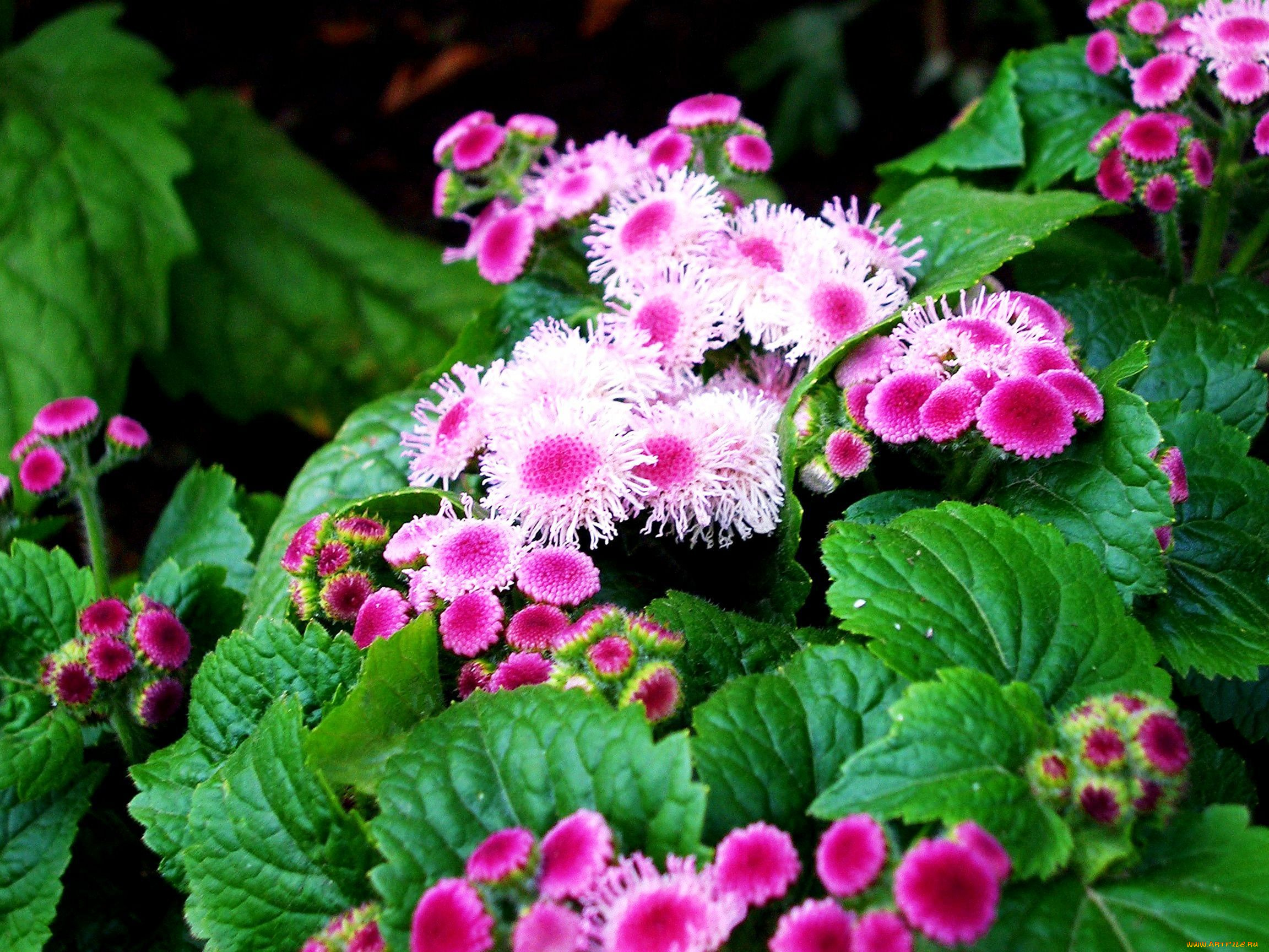 цветы, агератум