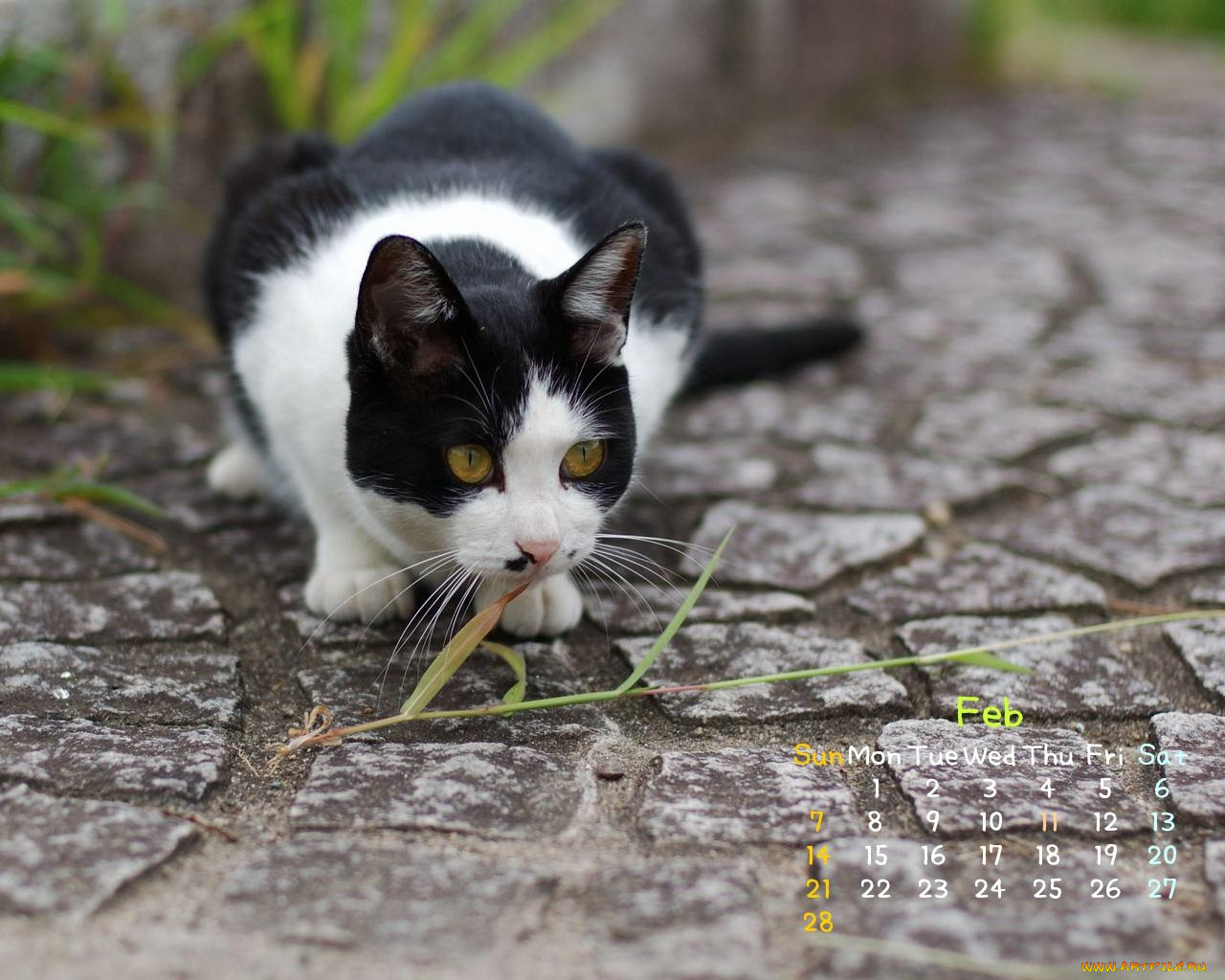 календари, животные