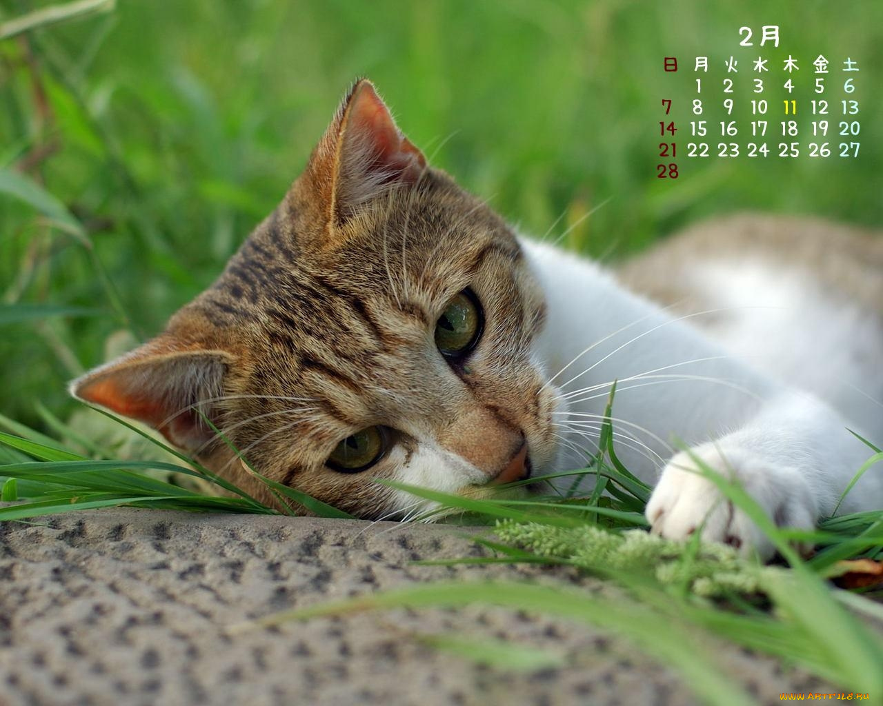 календари, животные