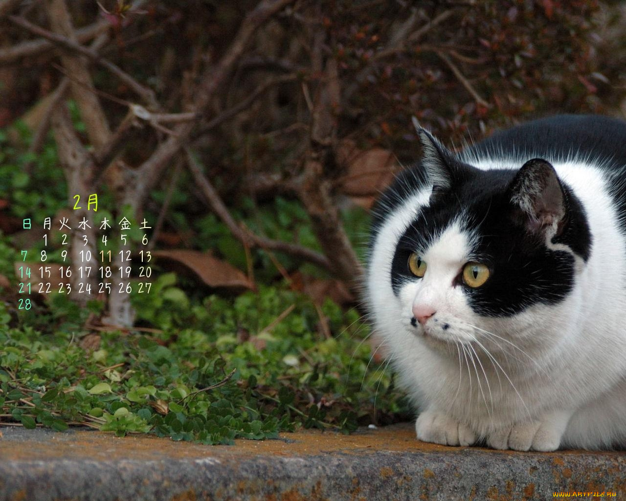 календари, животные