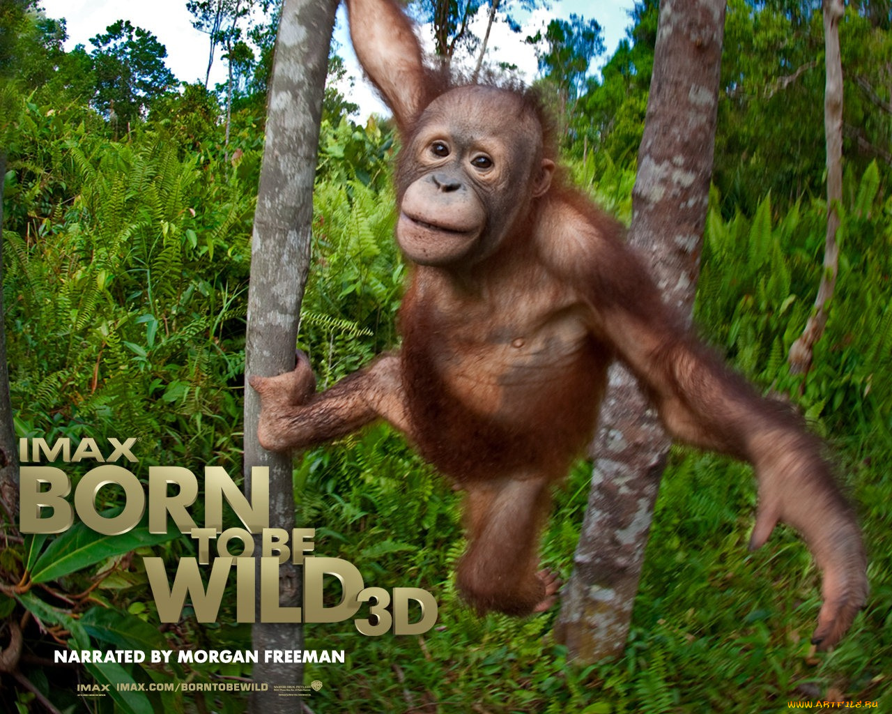 born, to, be, wild, кино, фильмы