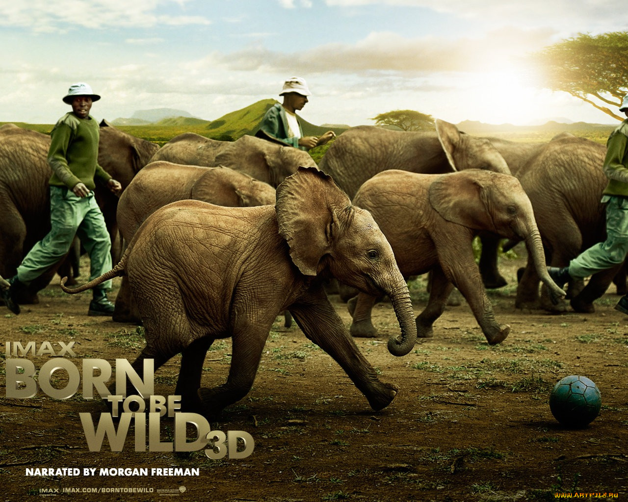 born, to, be, wild, кино, фильмы