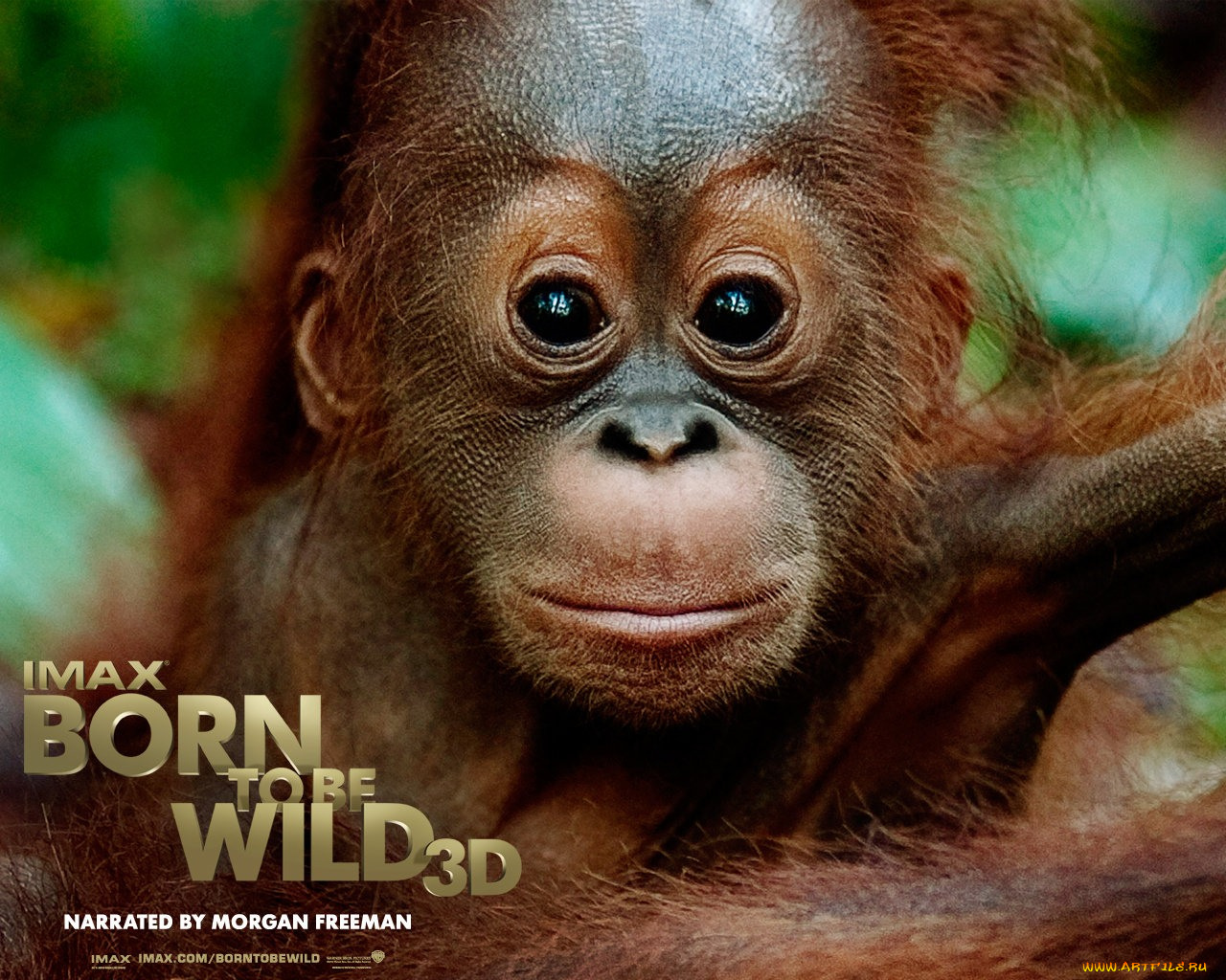 born, to, be, wild, кино, фильмы