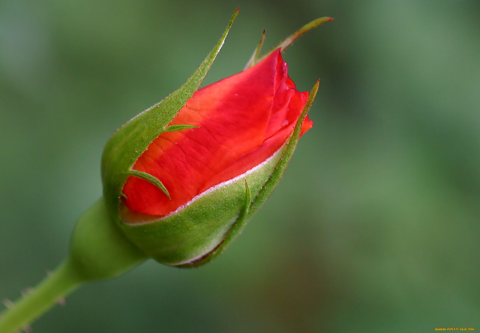 цветы, розы, бутон, красный