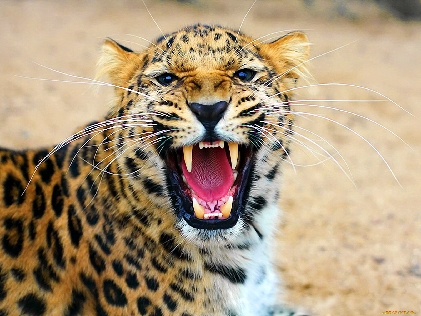 леопард, животные, леопарды, усы, морда, оскал