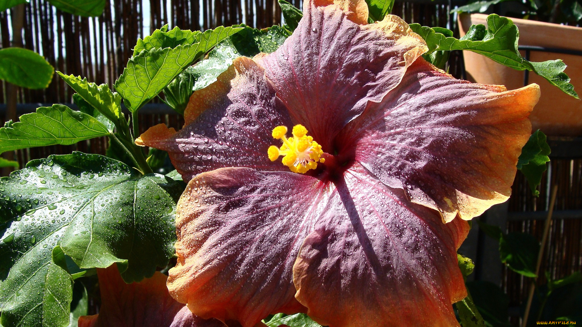 цветы, гибискусы, большой, экзотика, бордовый