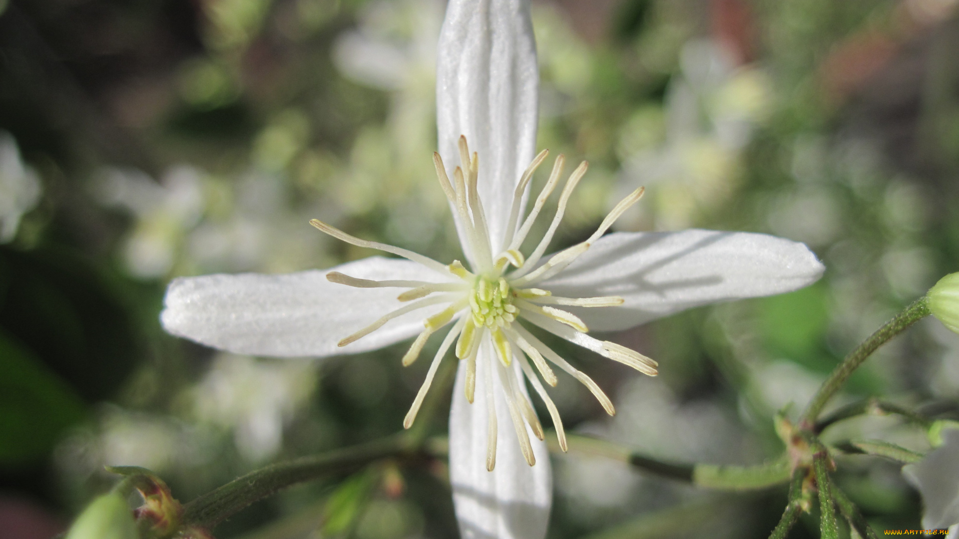 цветы, клематис, ломонос, бутоны, зеленый, фон