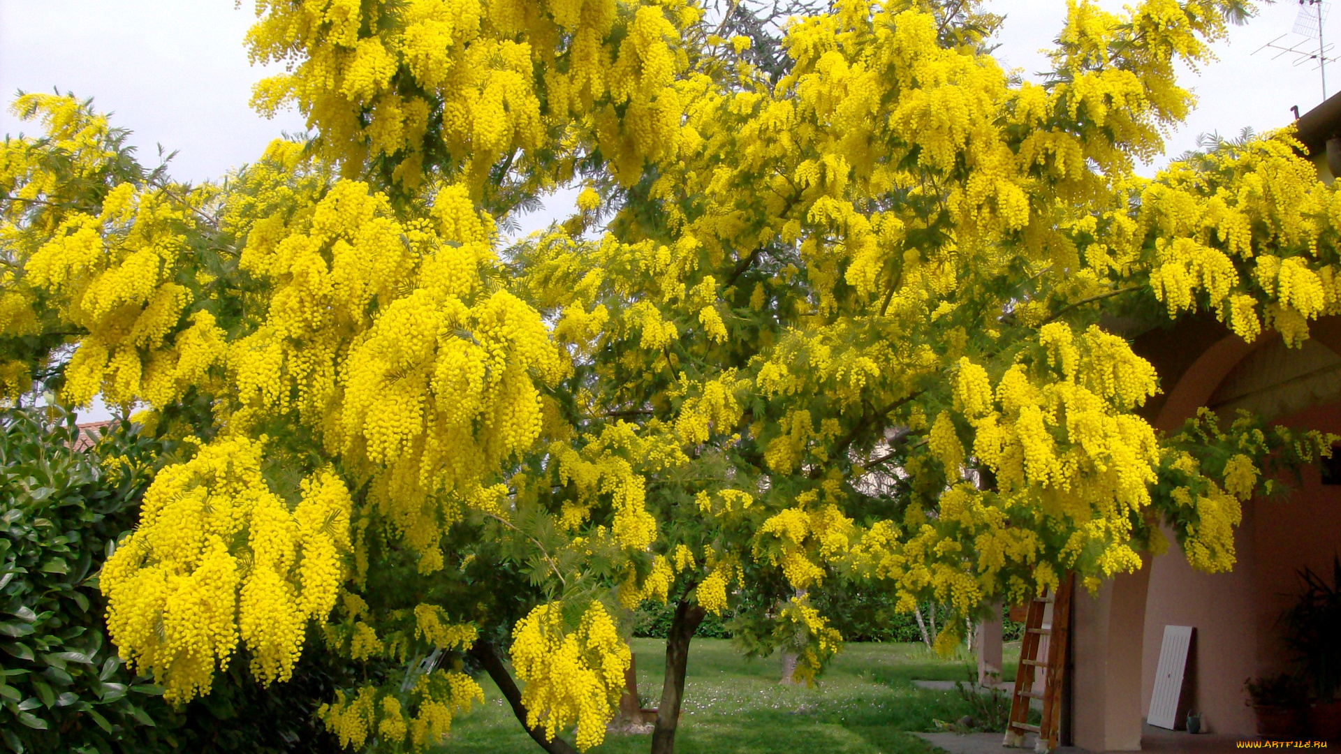 цветы, мимоза