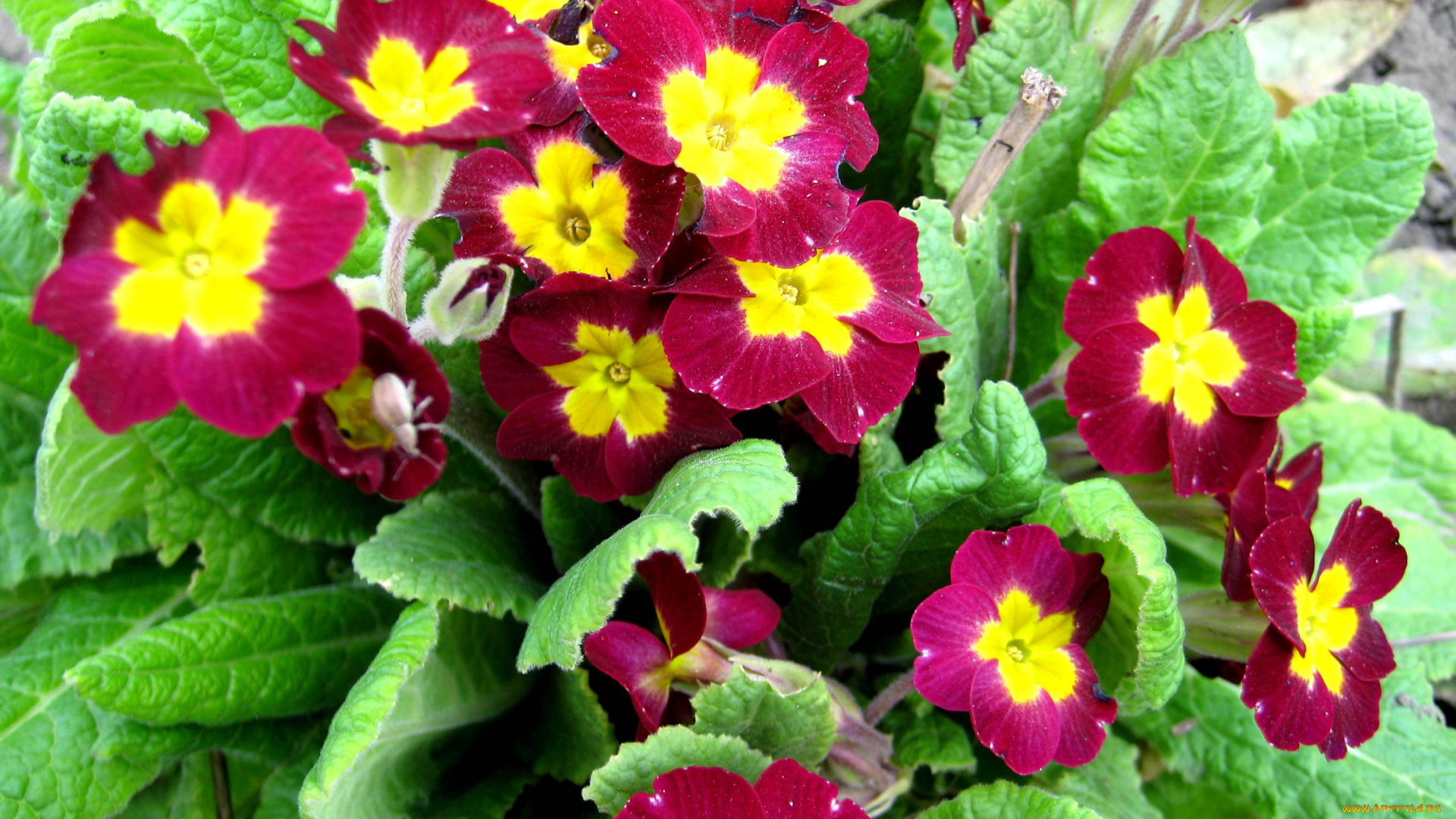 цветы, примулы, листья