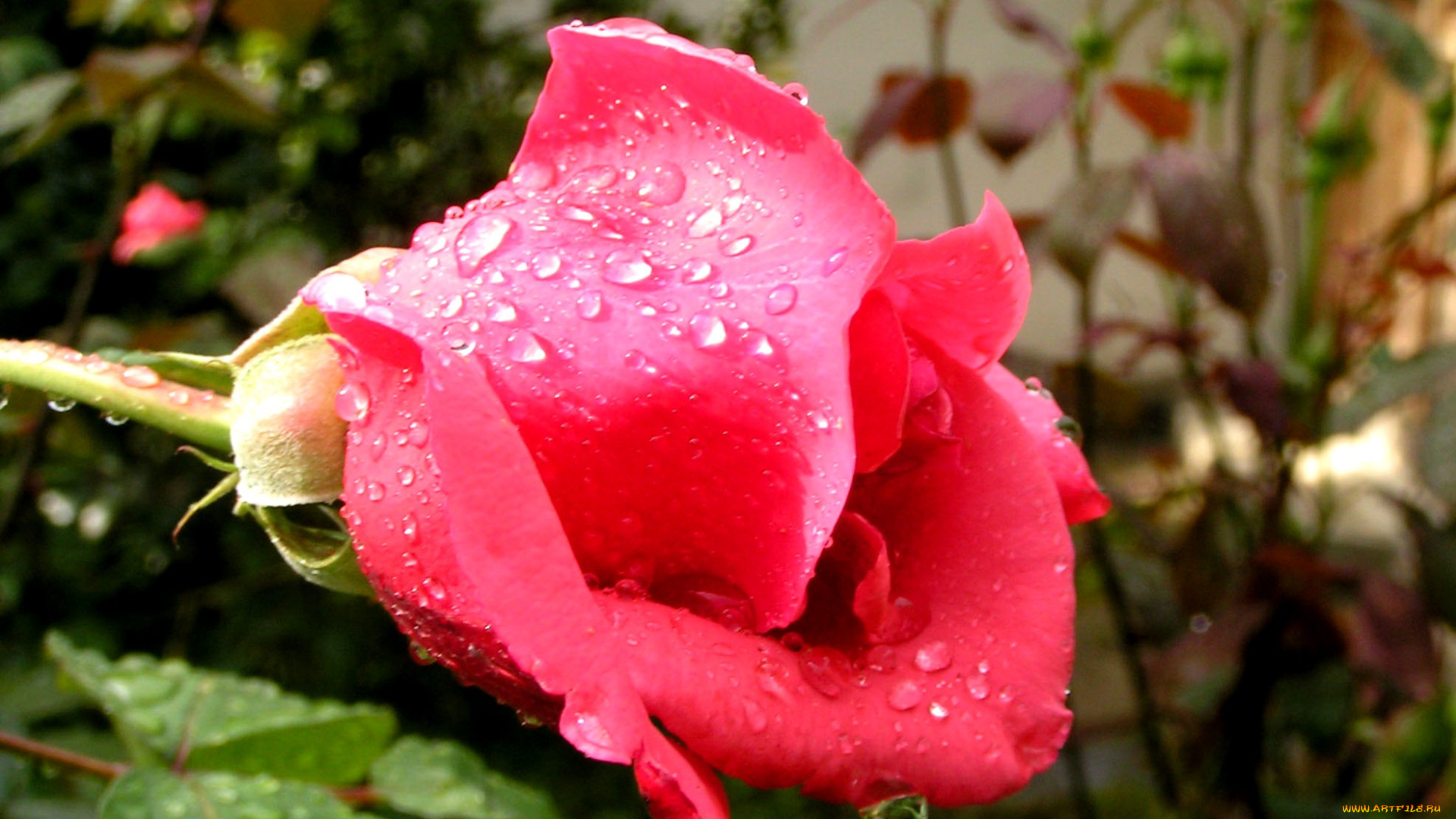 цветы, розы, бутоны, листья, капли, воды, роза