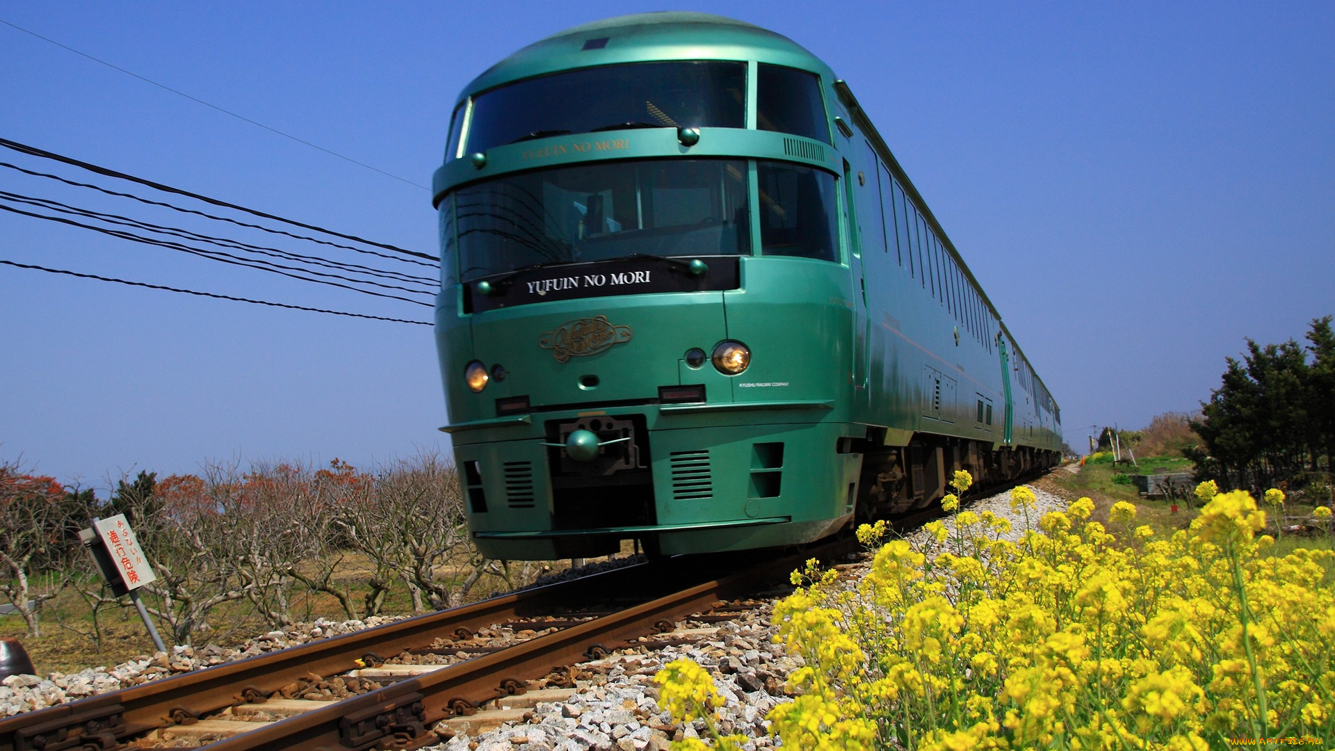 техника, поезда, рельсы, цветы