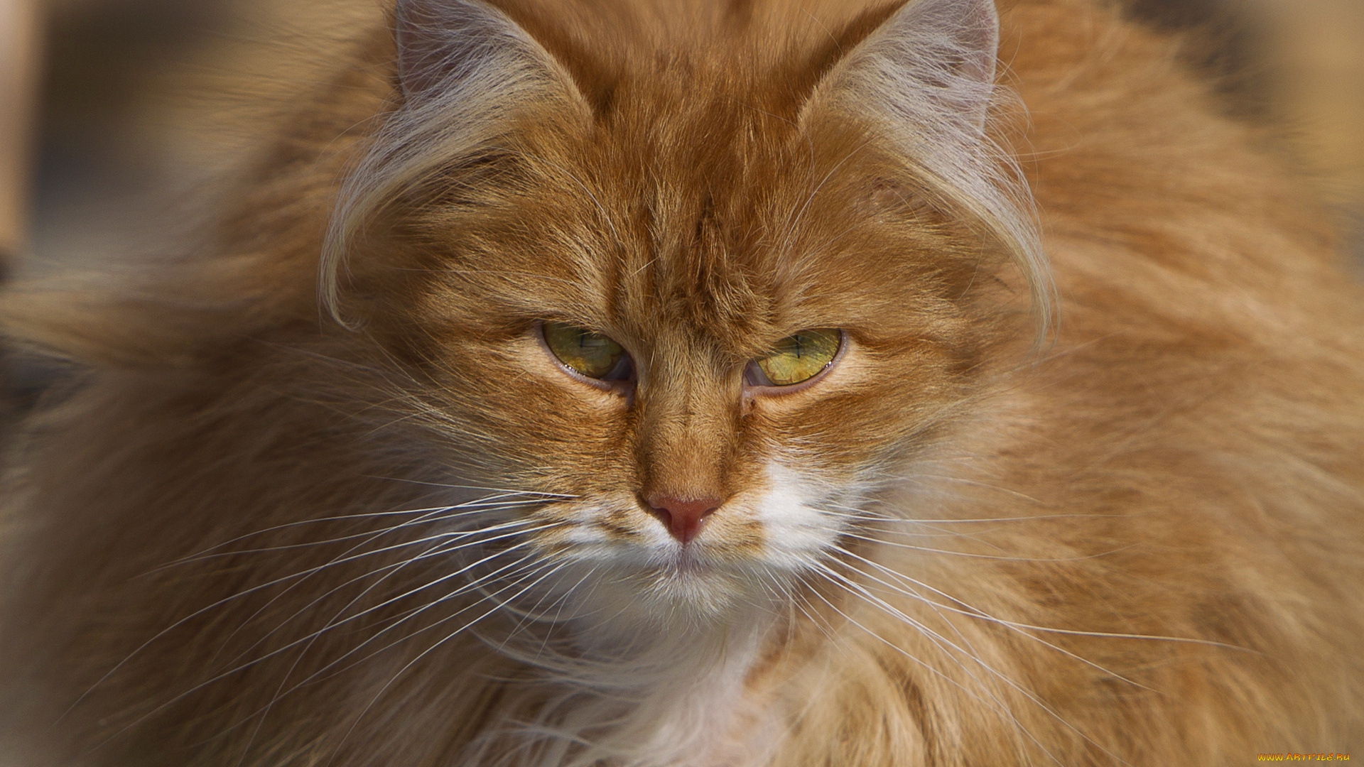 животные, коты, кот, рыжий