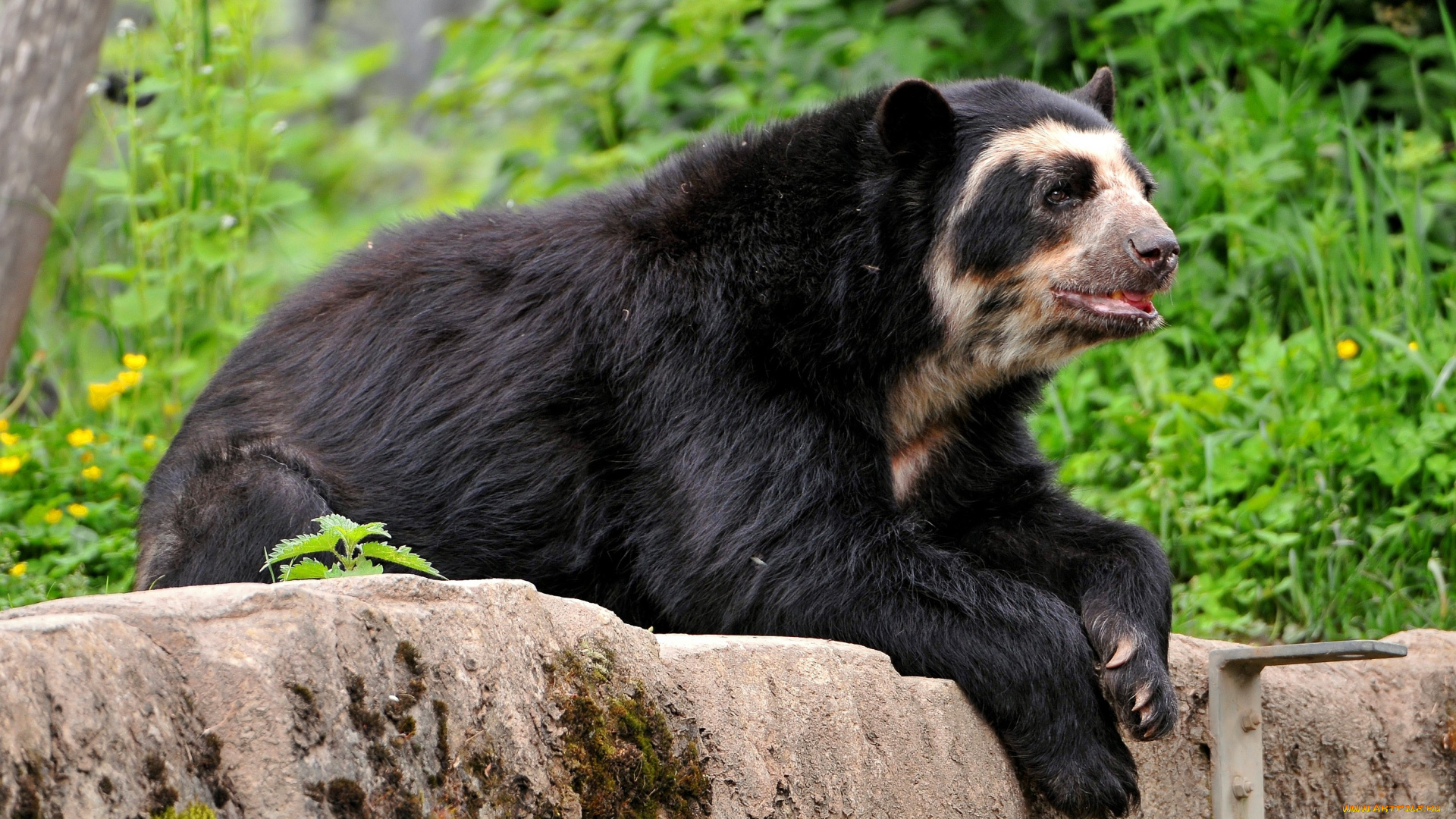 животные, медведи, гималайский, медведь