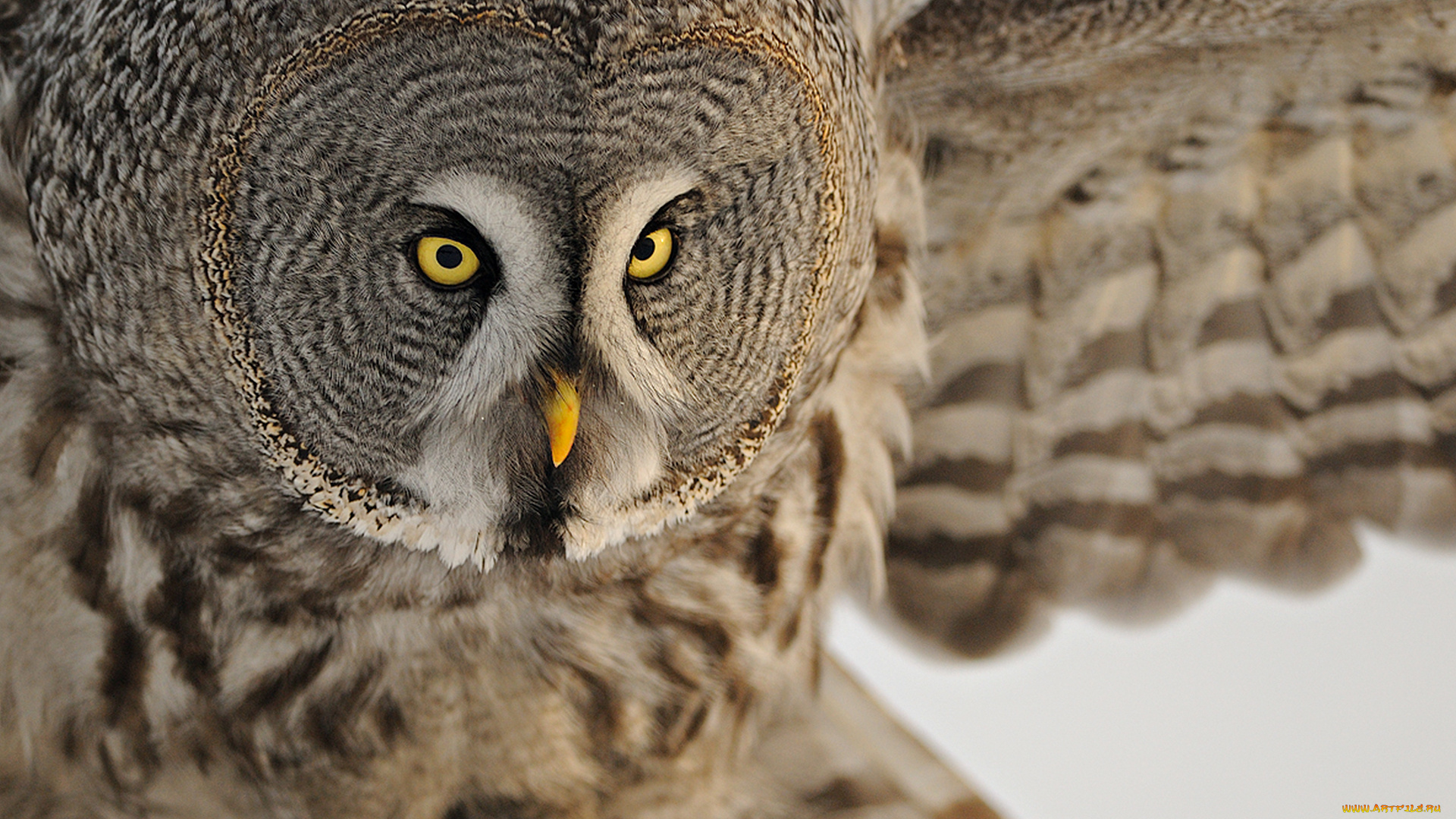 животные, совы, голова, птица, сова, летит, бородатая, неясыть, great, grey, owl, lapland