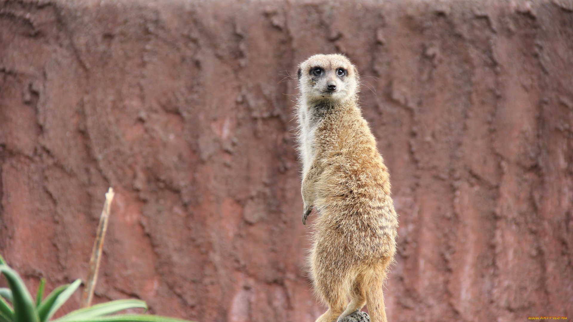 животные, сурикаты, взгляд