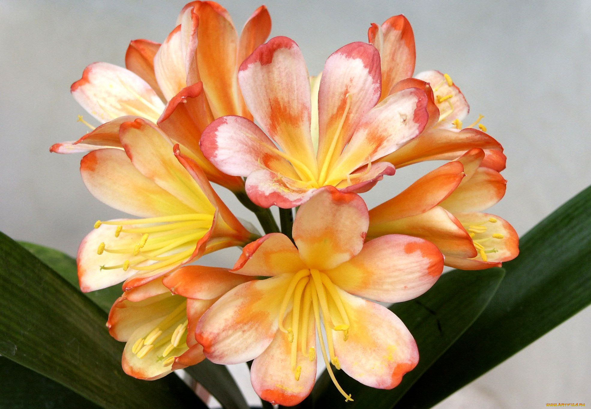 цветы, кливия, желтый