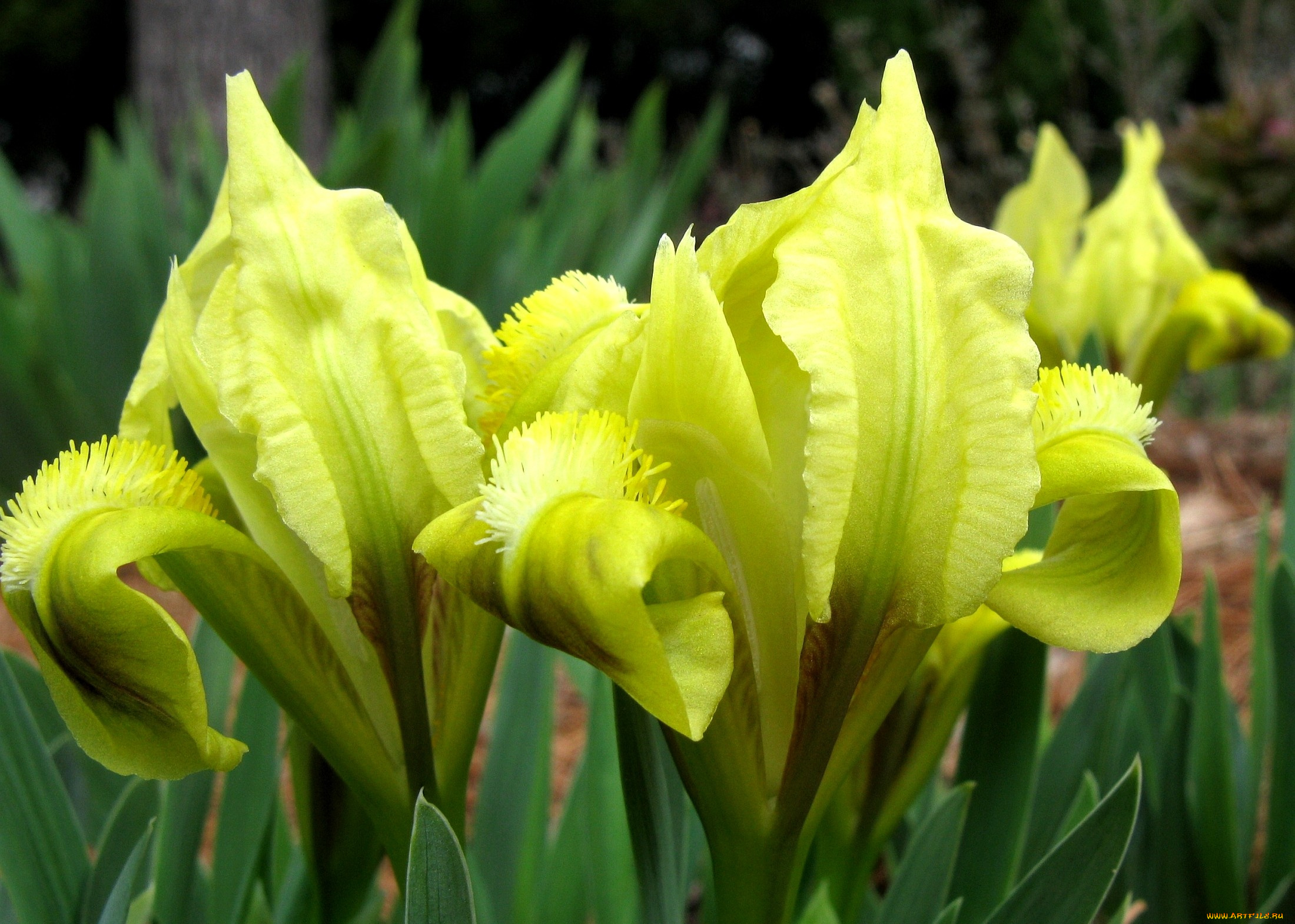 цветы, ирисы, желтый, лепестки