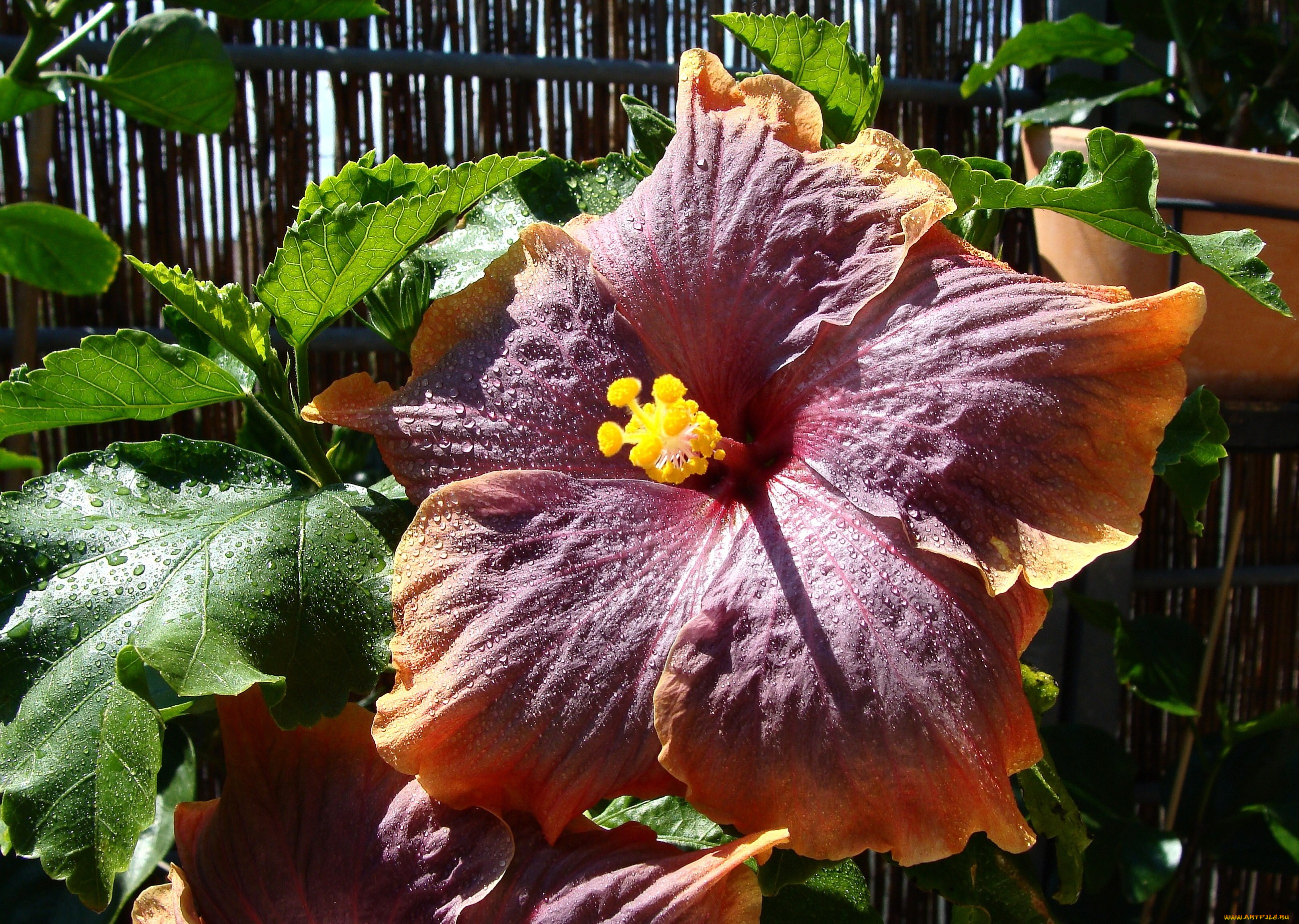 цветы, гибискусы, большой, экзотика, бордовый