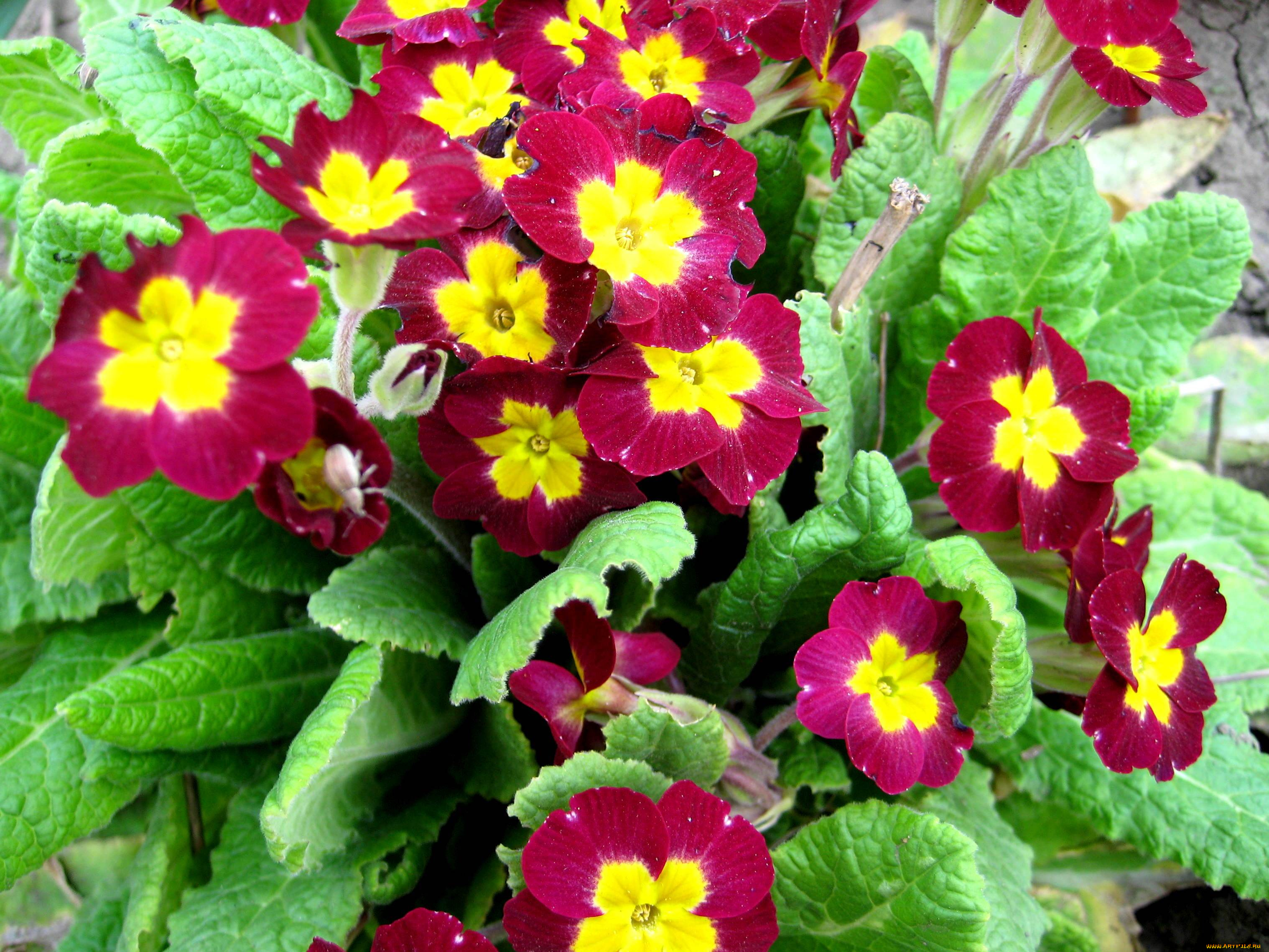 цветы, примулы, листья