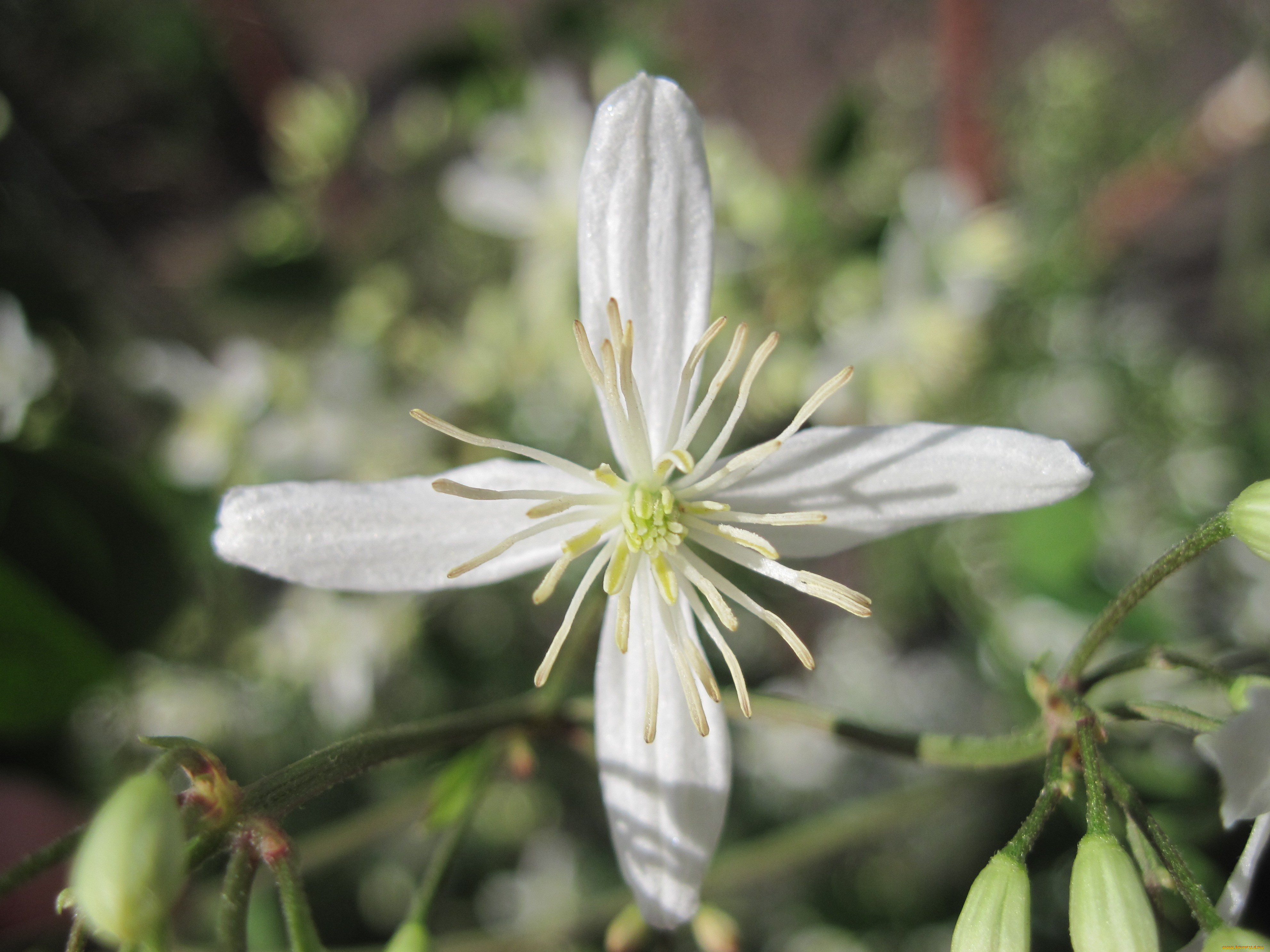 цветы, клематис, ломонос, бутоны, зеленый, фон