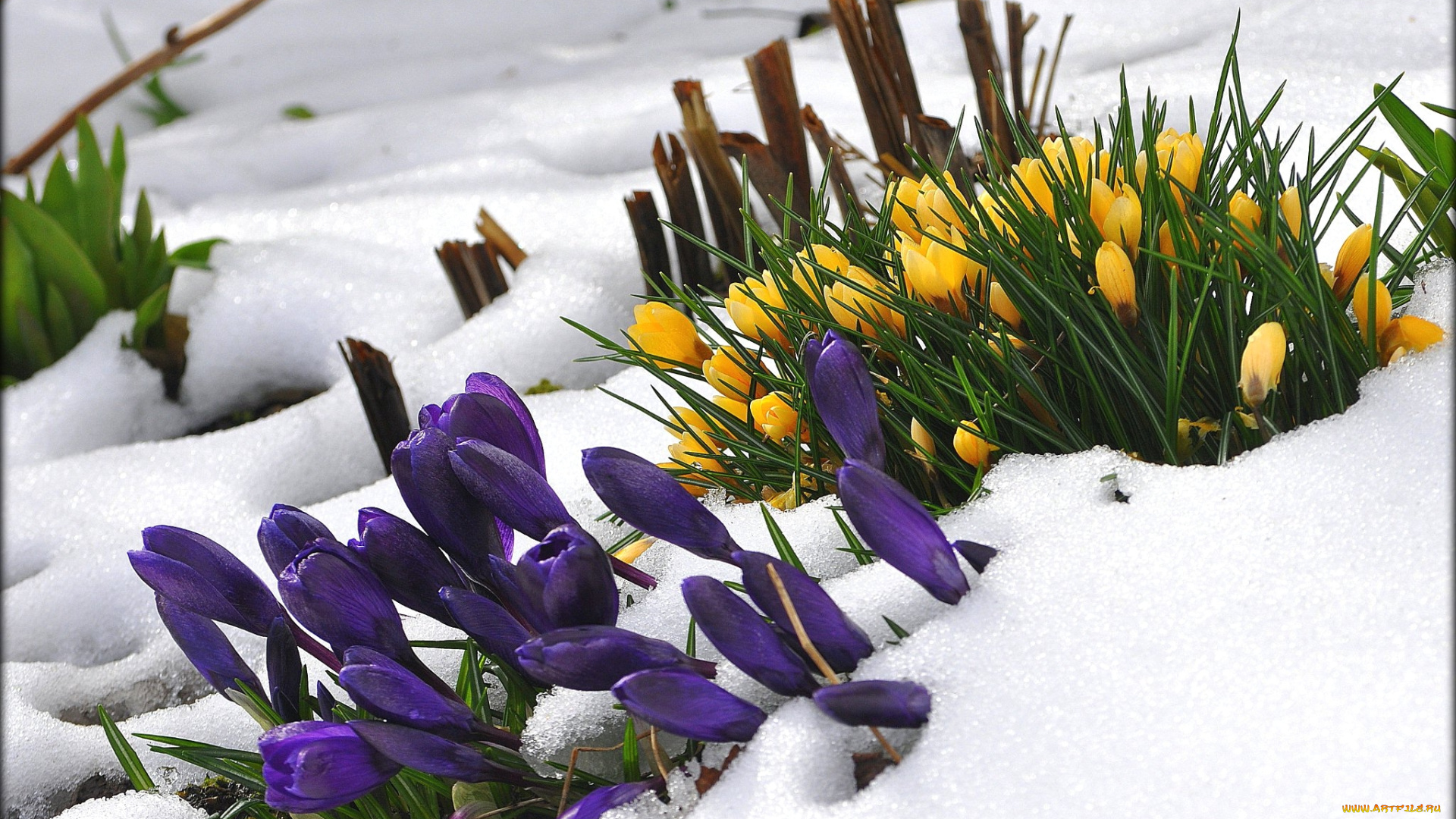 цветы, крокусы, снег, желтый, фиолетовый
