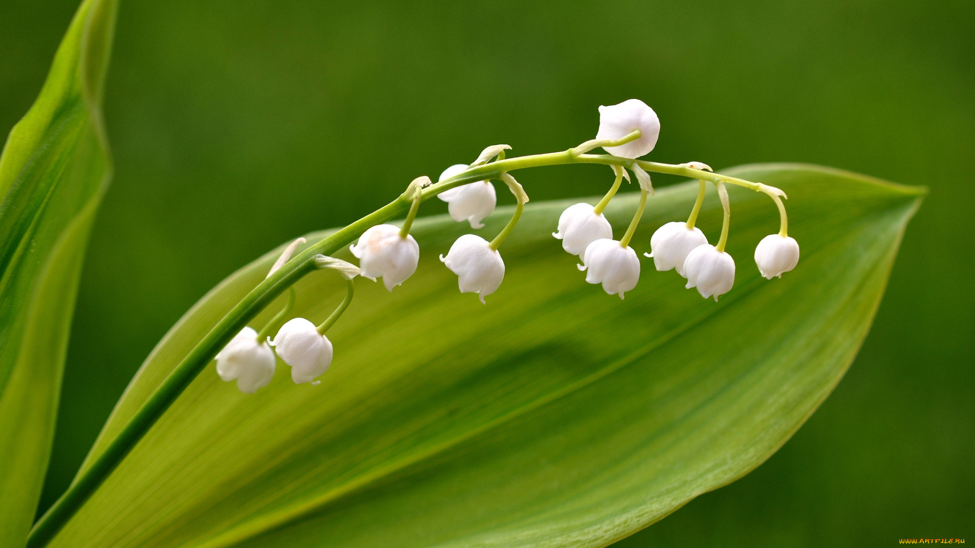 цветы, ландыши, весна, веточка