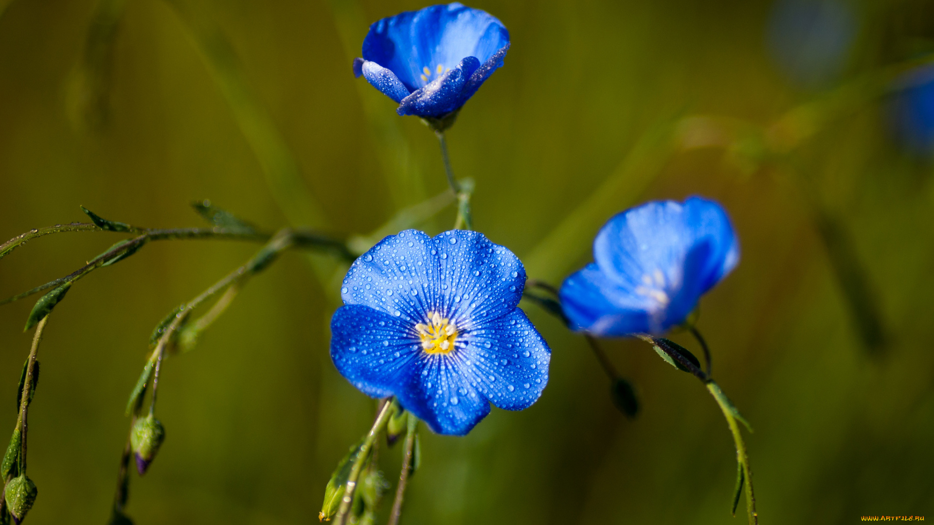 цветы, луговые, полевые, лён, синий, капли