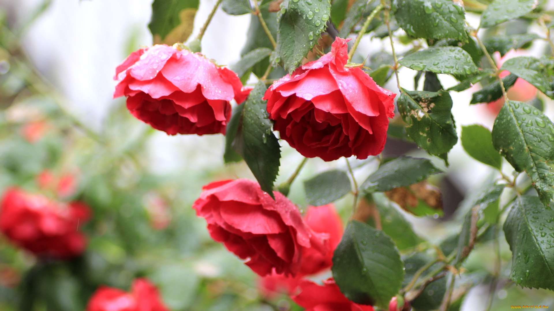 цветы, розы, бутоны, капли