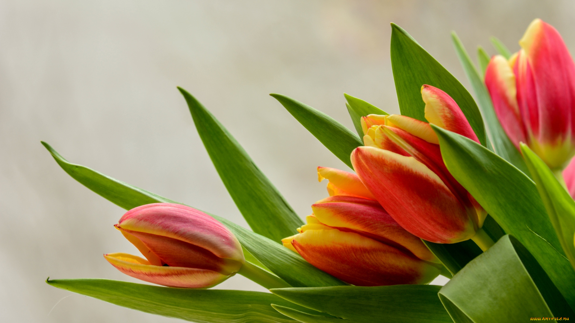 цветы, тюльпаны, бутоны