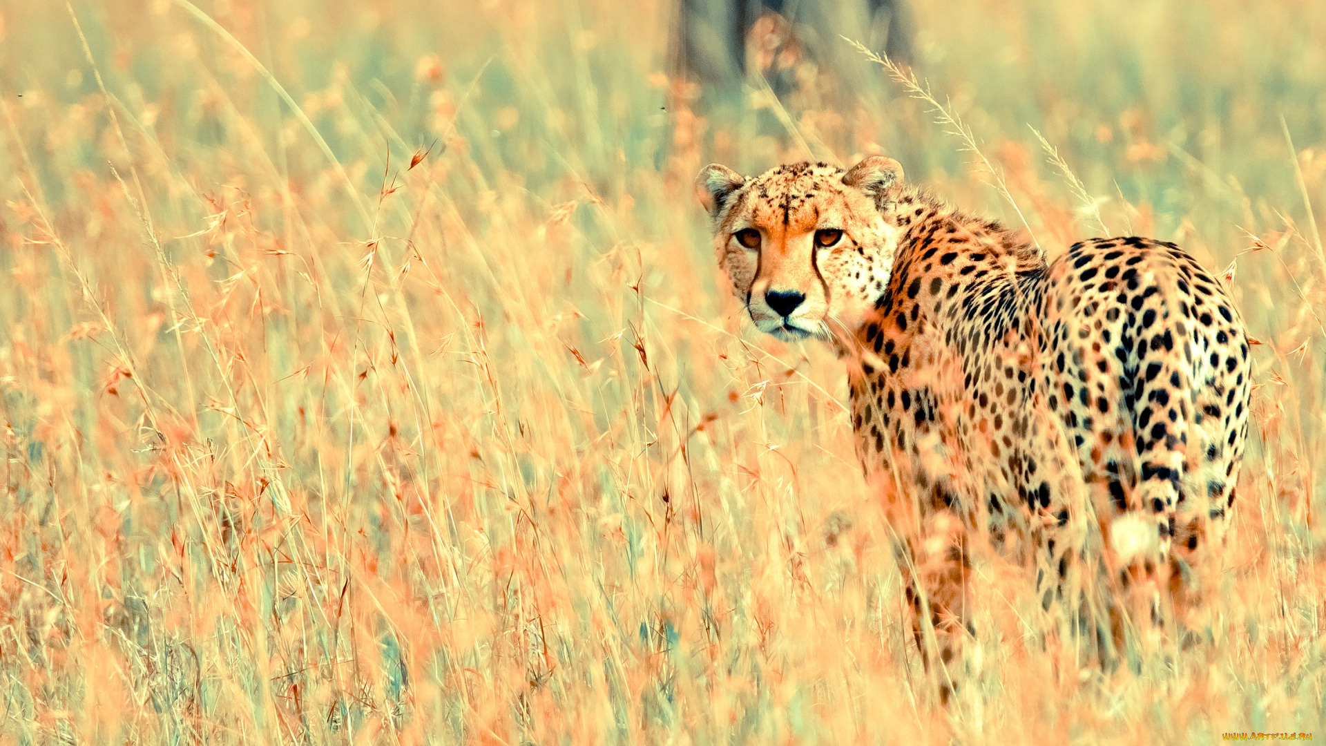 гепард, животные, гепарды, трава