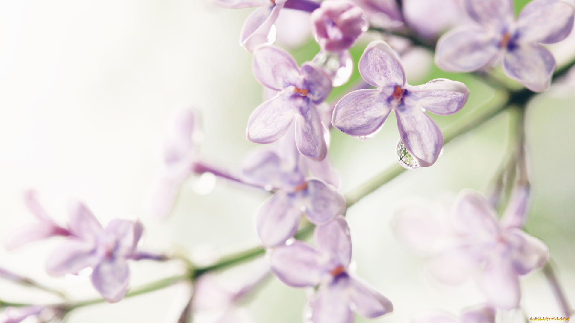 сирень, цветы, капля