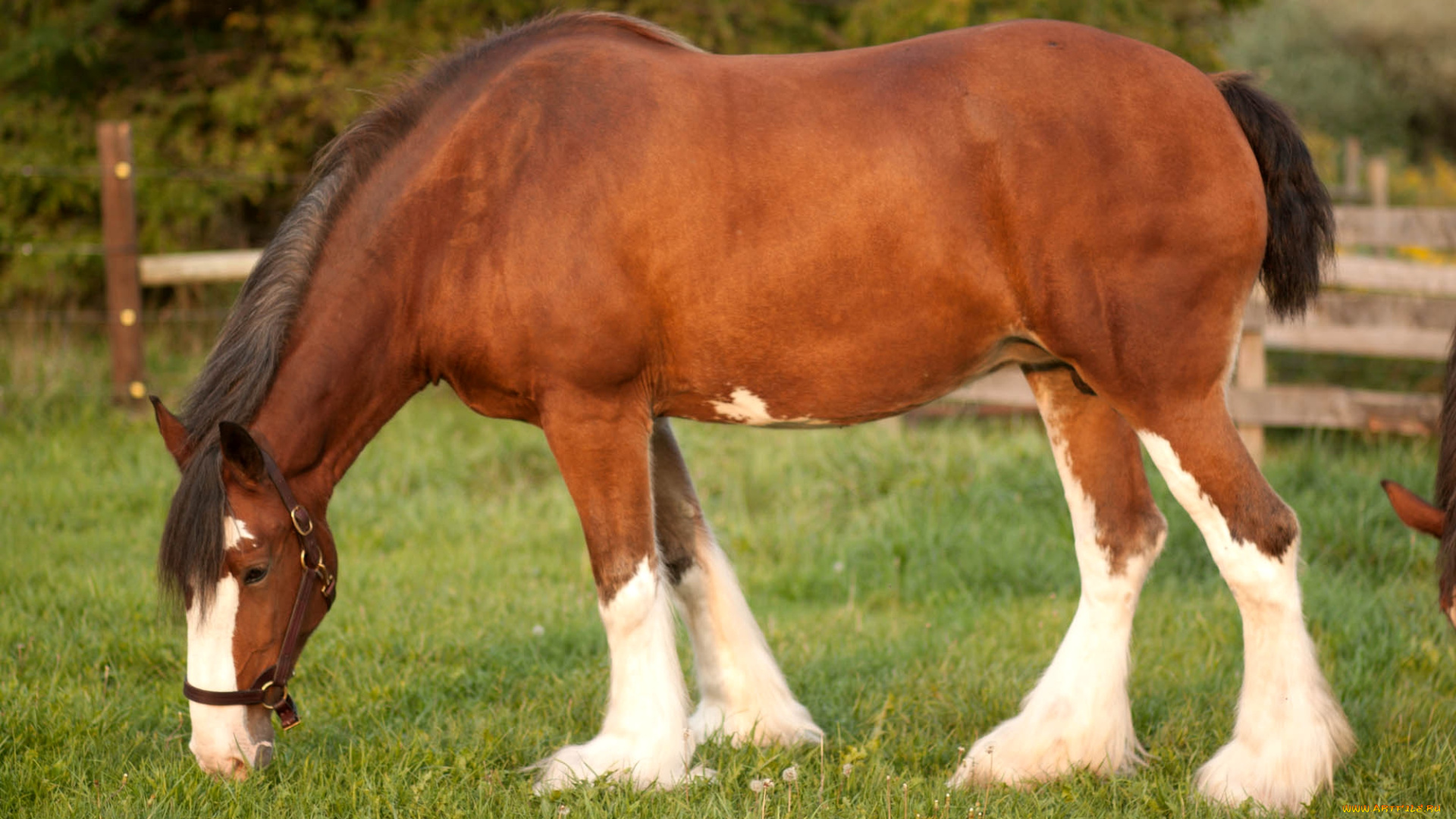 животные, лошади, гнедой, конь