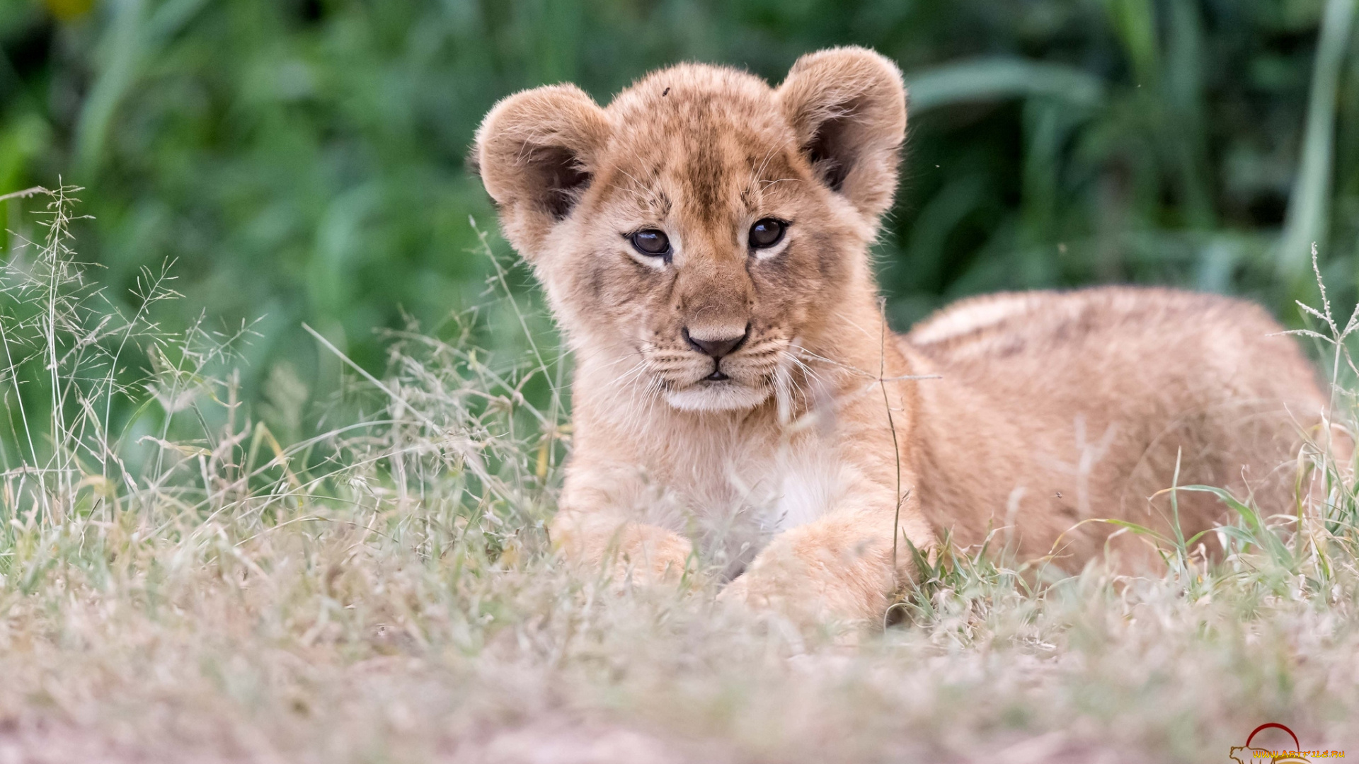 животные, львы, львенок