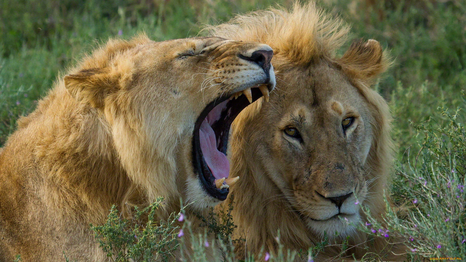 животные, львы, пасть, отдых