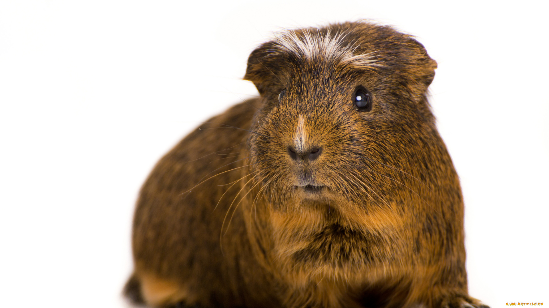 животные, морские, свинки, хомяки, морская, свинка