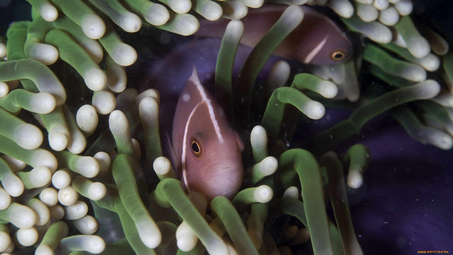 животные, рыбы, анемоны