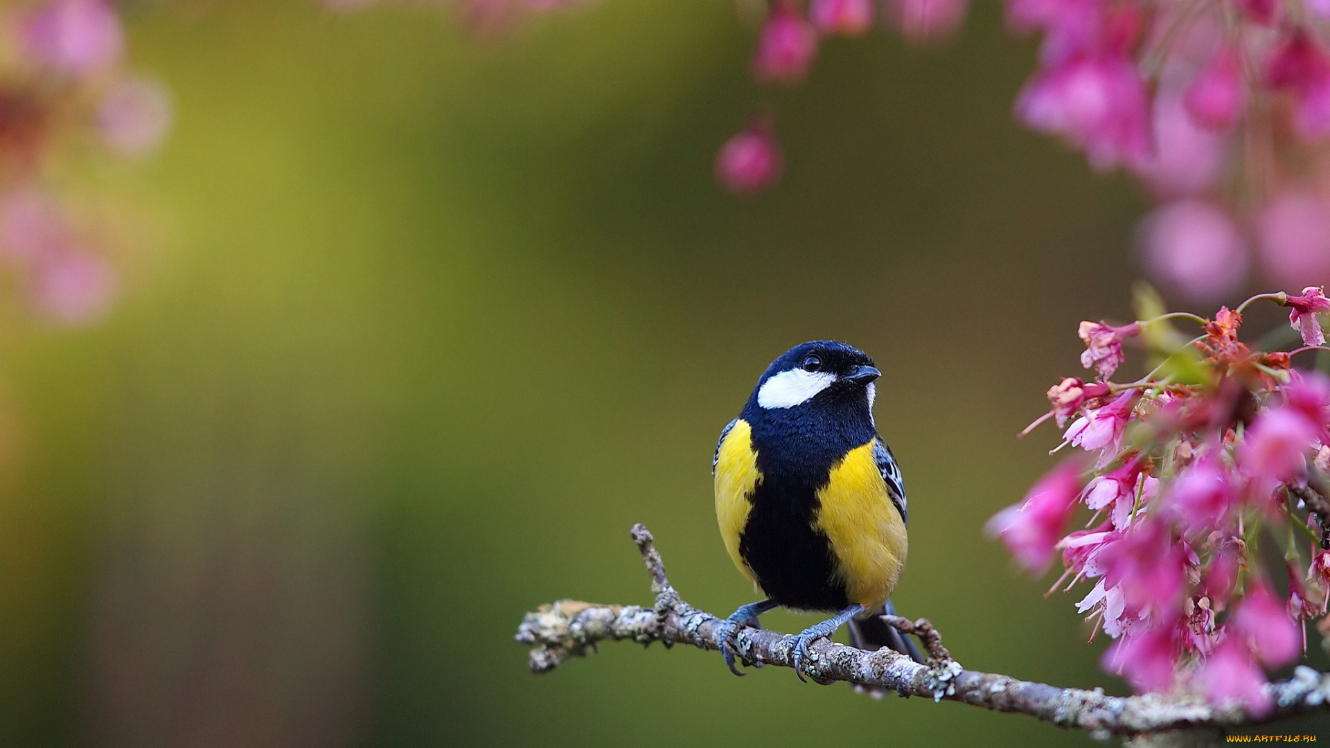 животные, синицы, лазоревки, синица