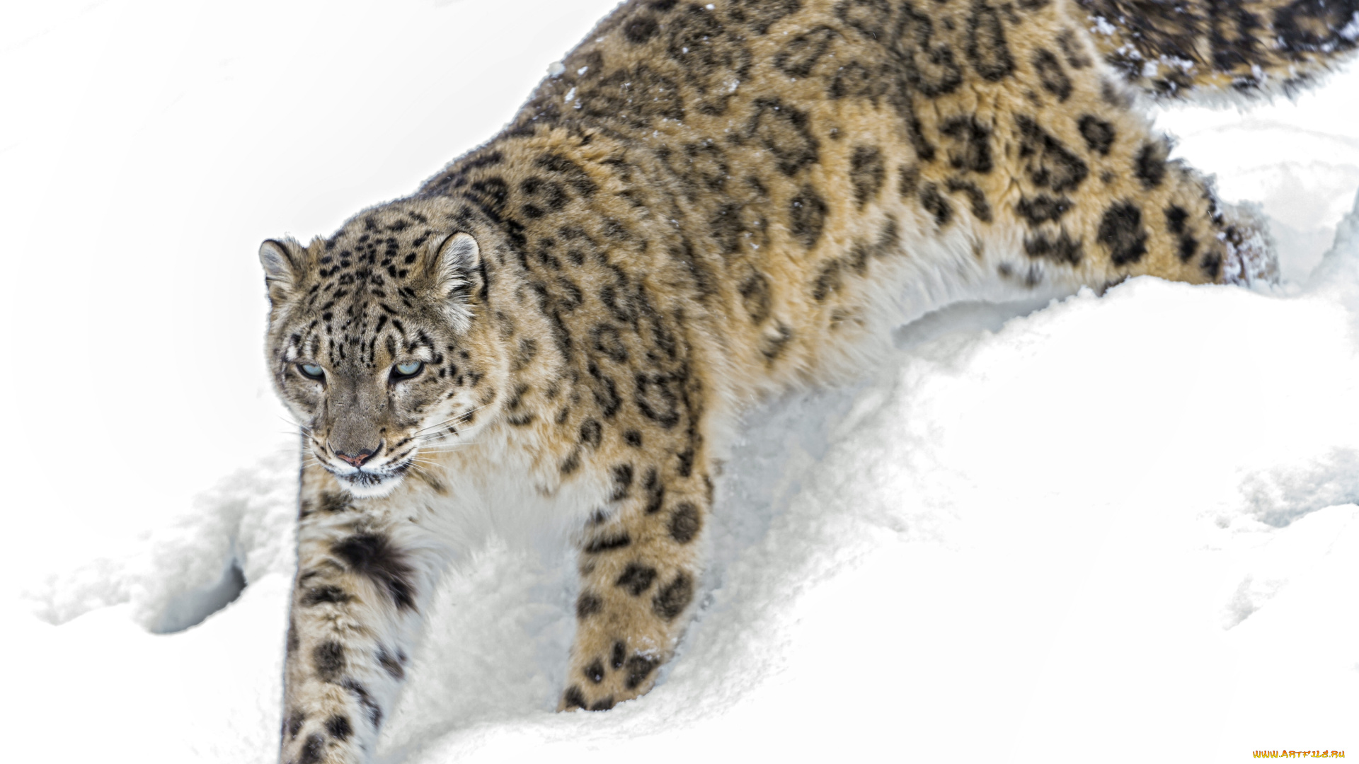 животные, снежный, барс, ирбис, снег