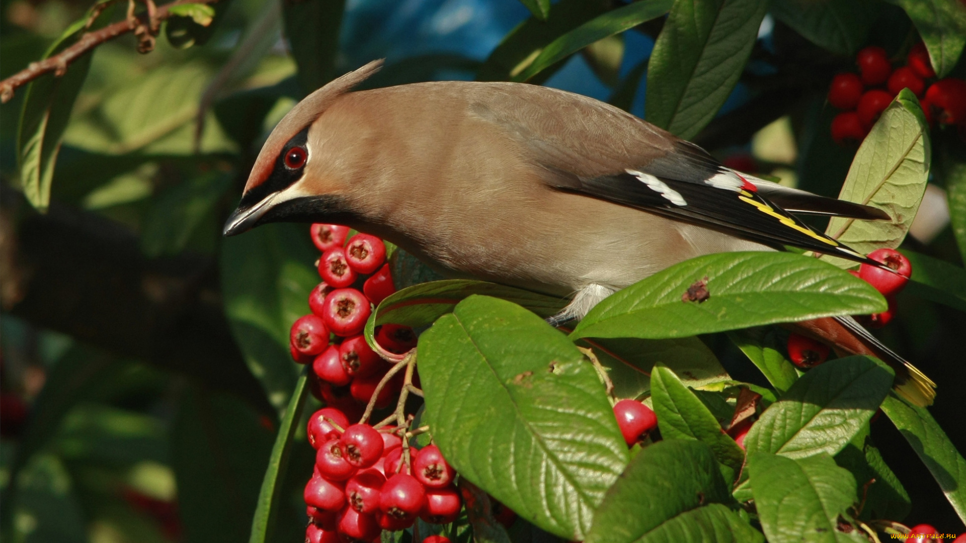 животные, свиристели, хохолок, ягоды