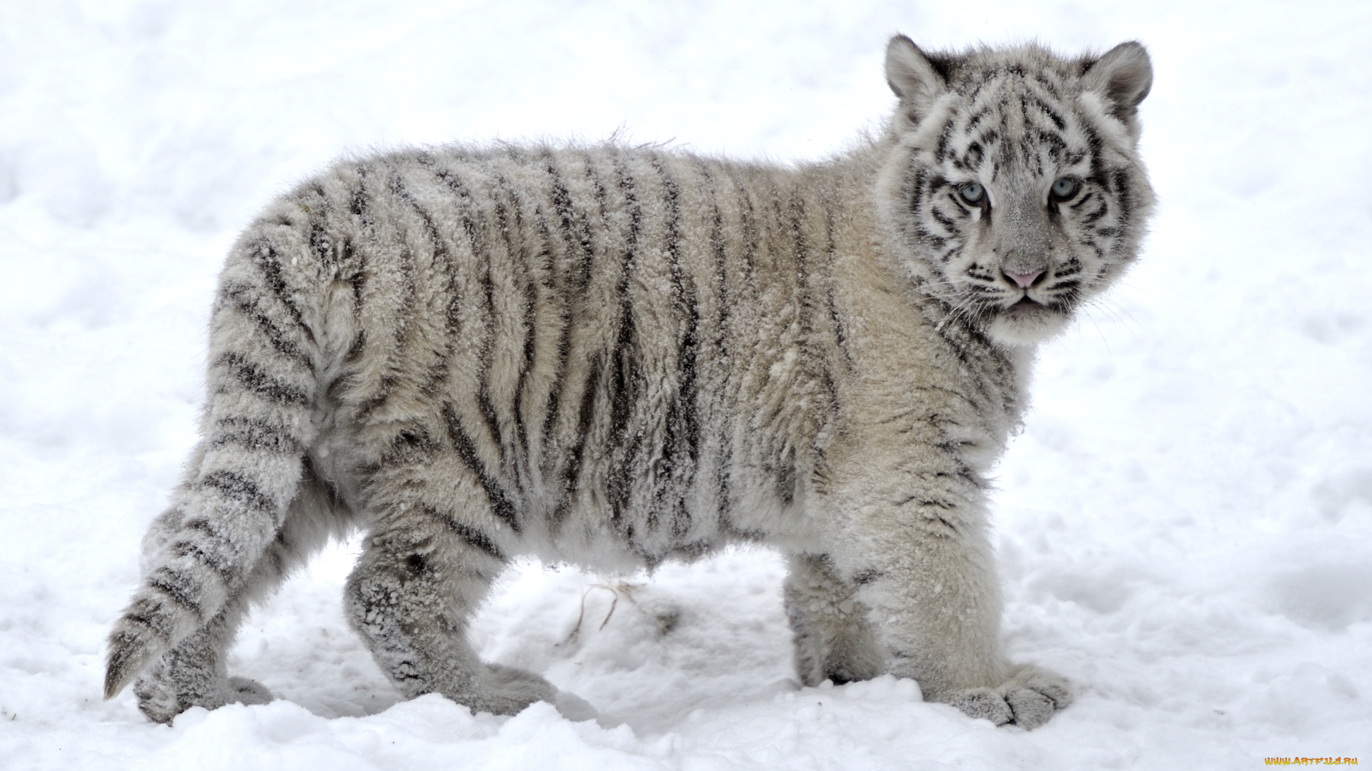 животные, тигры, тигренок, снег