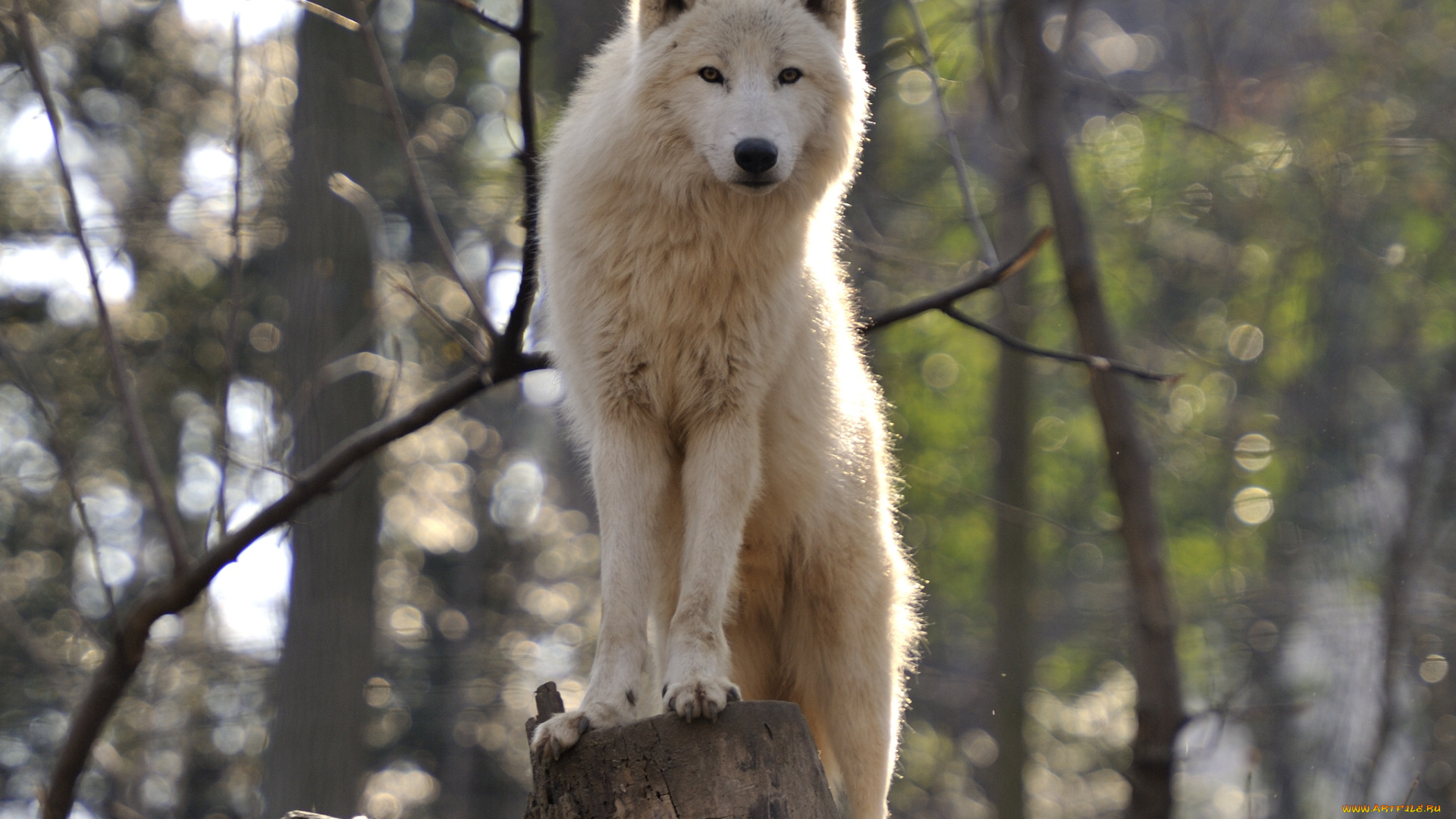 животные, волки, арктический, стойка
