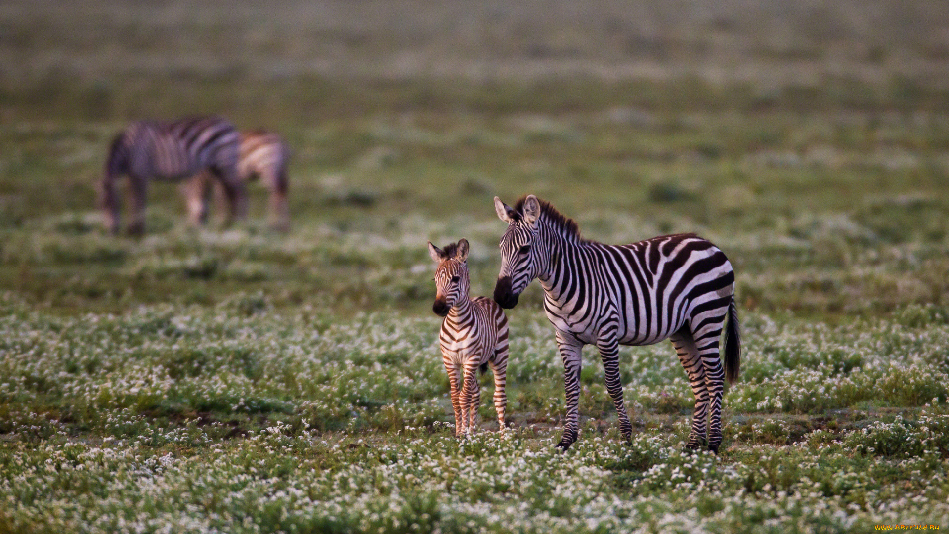 животные, зебры, полосы, мама, малыш